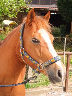 Cindy auf dem Reiterhof Fritz