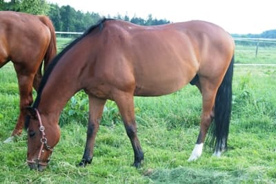Lucky auf dem Reiterhof Fritz