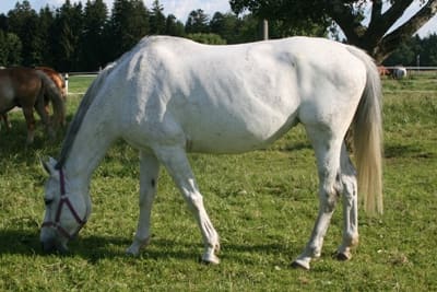 Momo auf dem Reiterhof Fritz