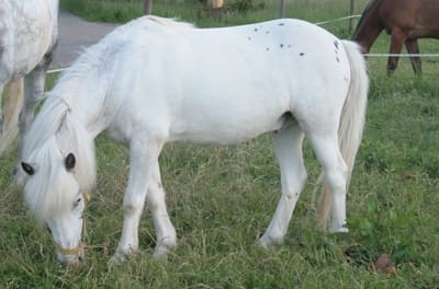 Sweety auf dem Reiterhof Fritz
